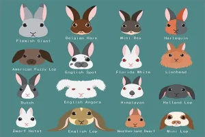 16 Best Rabbit Breeds That Make Good Pets