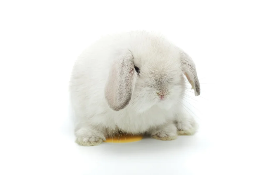 Bunny Pee