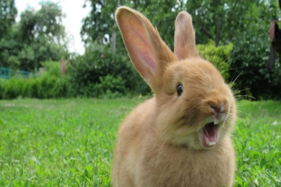 Bunny Pee