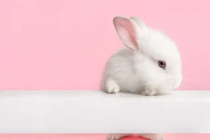 Rabbit Age: How to Tell How Old a Baby Rabbit Is?