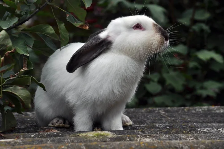 are rabbits nocturnal