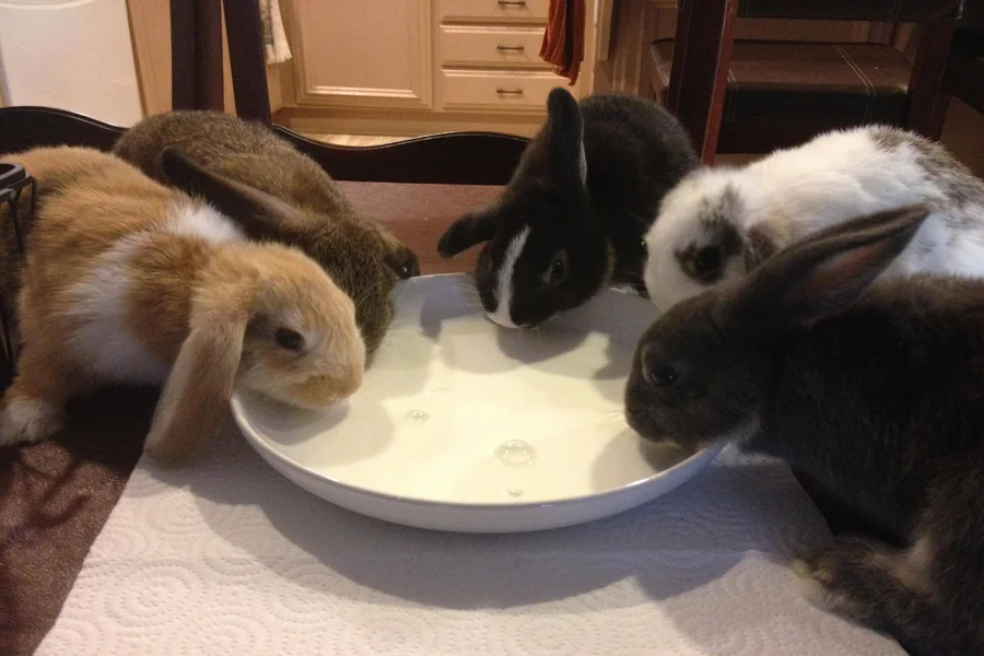 can rabbits drink milk