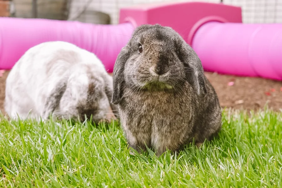 do bunnies sleep with their eyes open