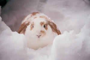 Do Rabbits Hibernate And How They Survive Winter