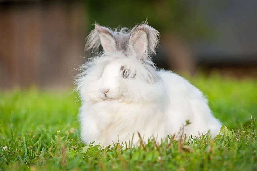 how big is a rabbit