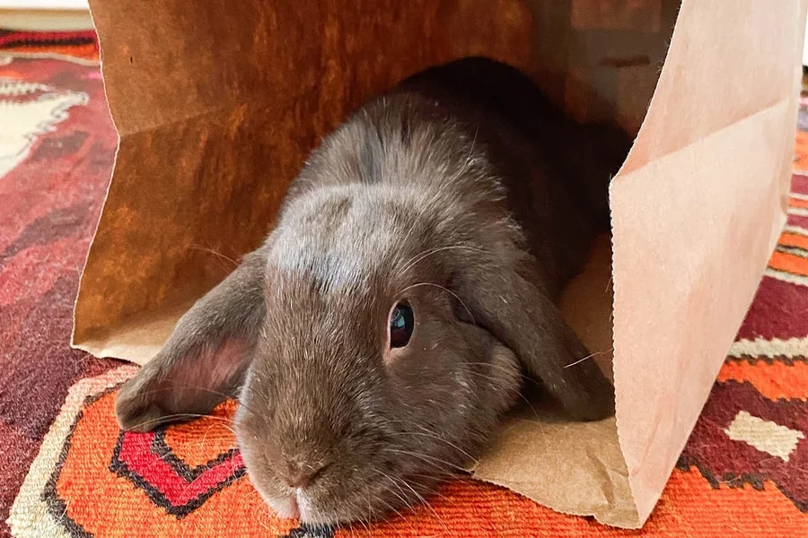 is cardboard safe for rabbits