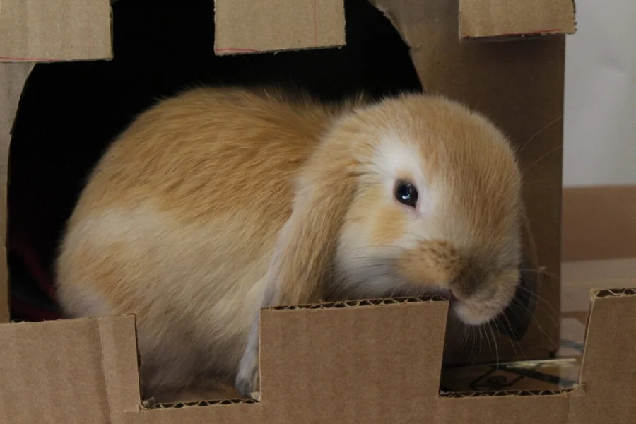is cardboard safe for rabbits