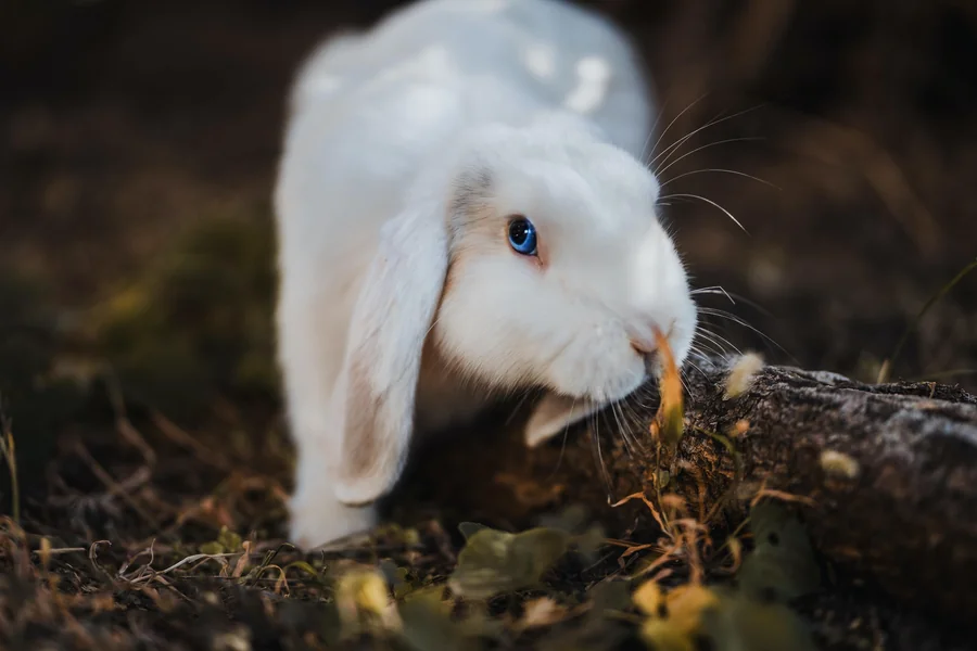 my rabbit is breathing fast and shaking
