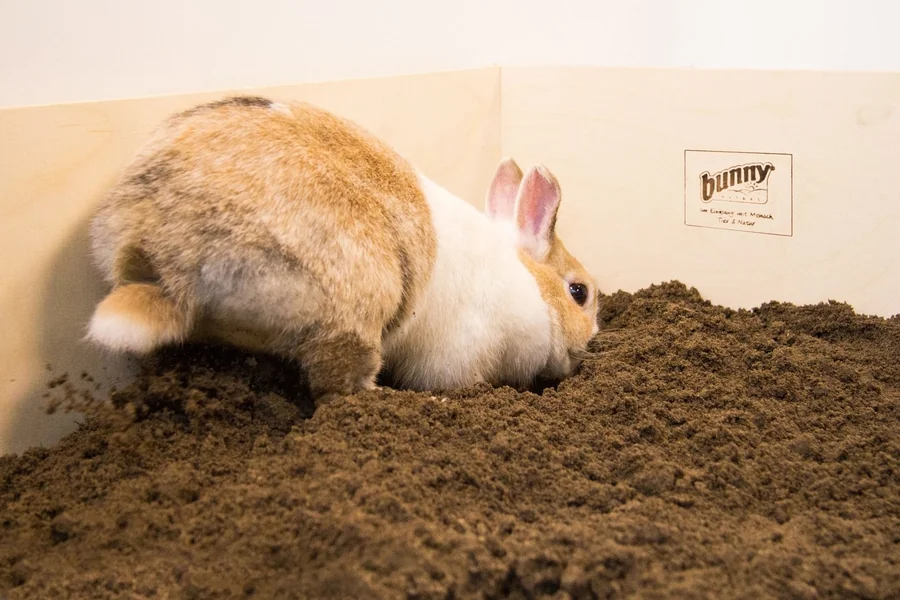 rabbit digging box