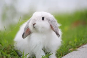 Rabbit Poop Chart And What it Tells about their Health