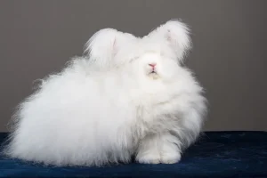 Rabbit Shedding Patterns and Tips for Managing the Fur