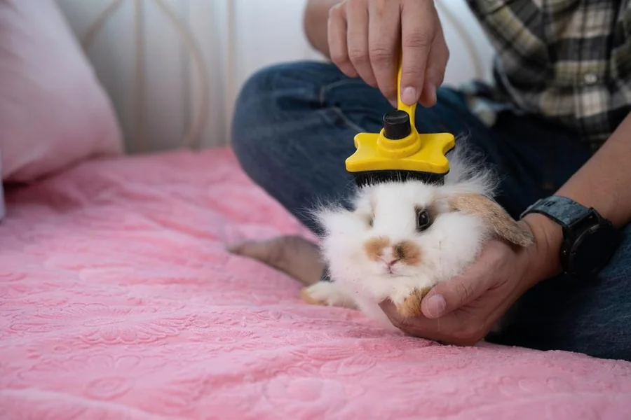 rabbit shedding