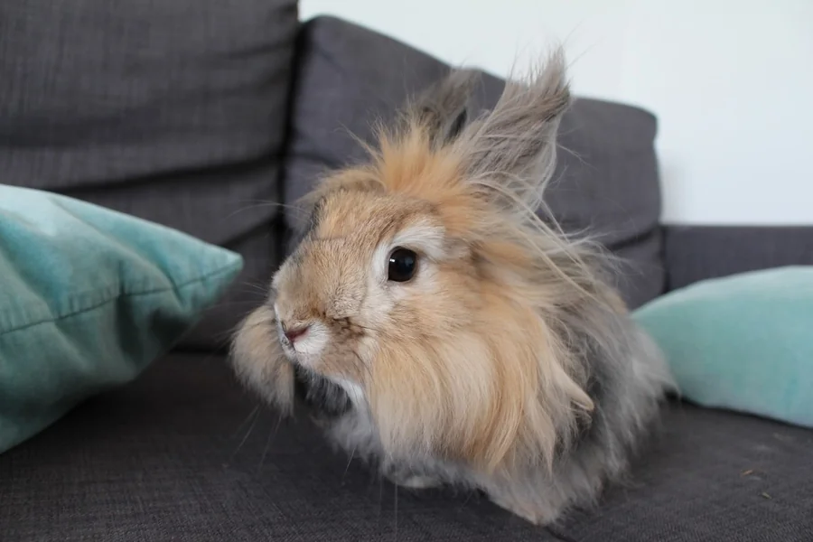 rabbit shedding