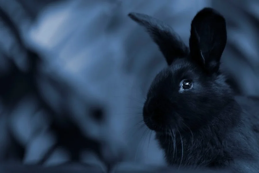 can rabbits see in the dark