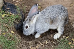 Why Do Rabbits Dig Holes? Digging Behaviors in Pet Rabbits