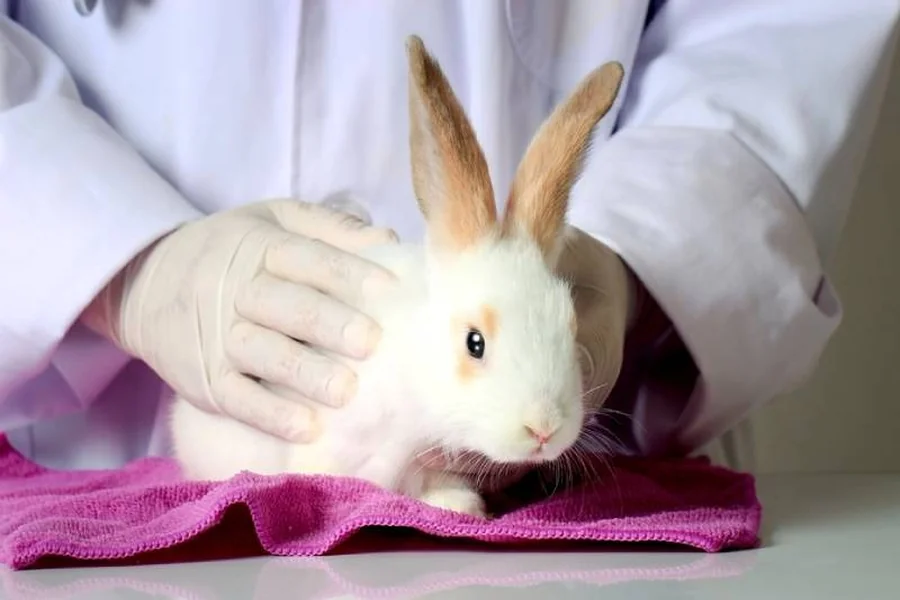 why is my bunny shaking