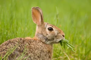 The Do’s and Don’ts While Feeding Wild Rabbits