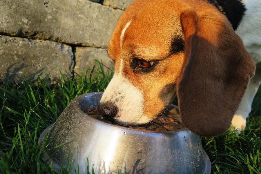 5 Best Fresh Dog Food Brands That Dog Owners Trust