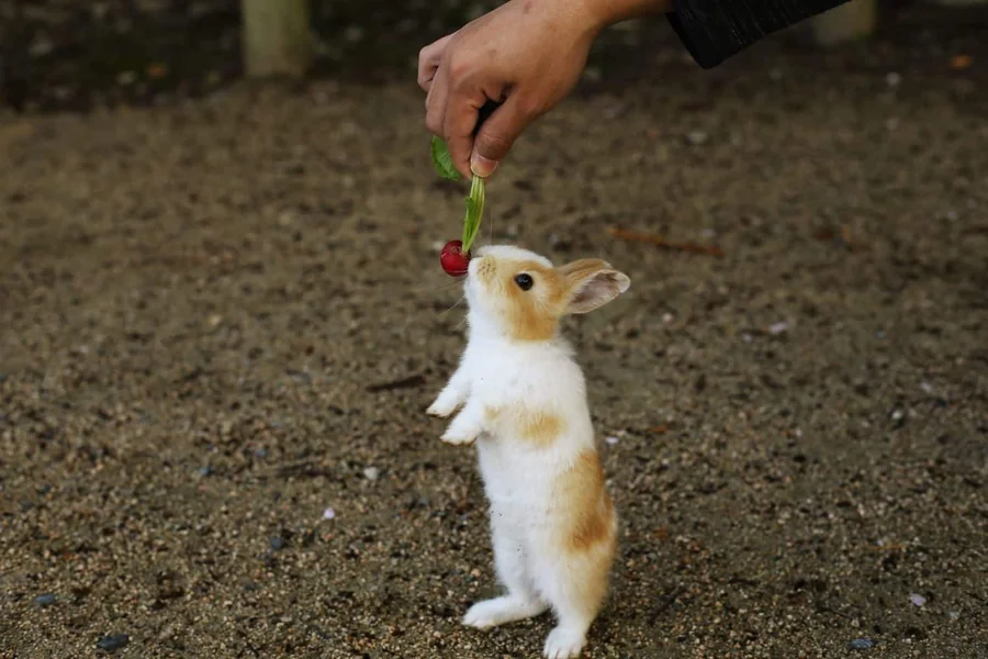 Can Rabbits Eat Radishes