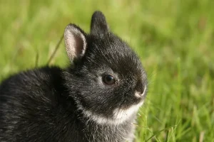 Dwarf Rabbit Breeds: Guide to the Cutest Little Bunnies