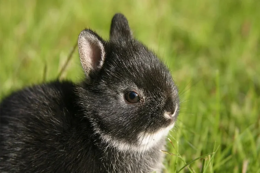 Dwarf Rabbit Breeds