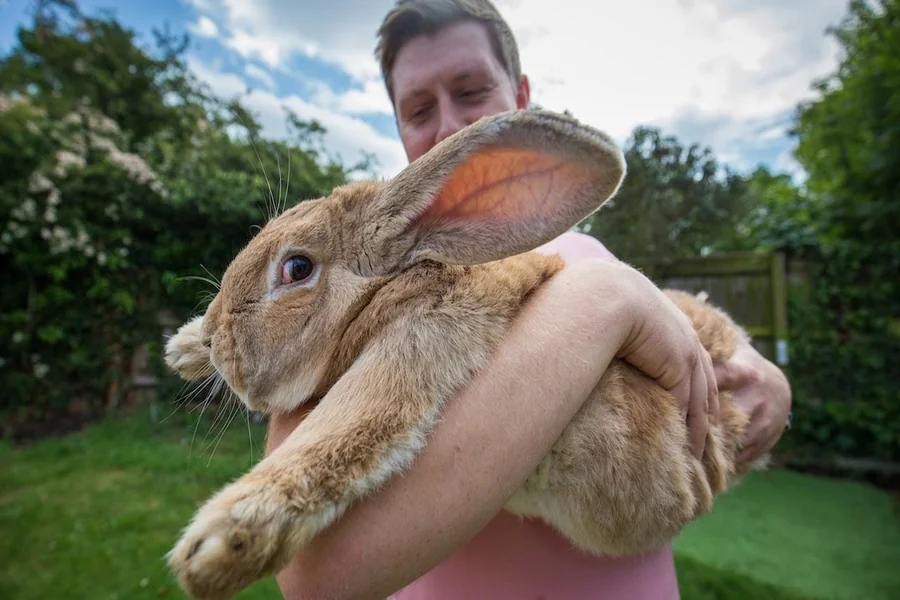 How Big Do Bunnies Get