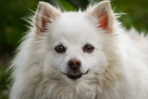 How to Find the Perfect Pup for Your Family (And How to Take Care of It)