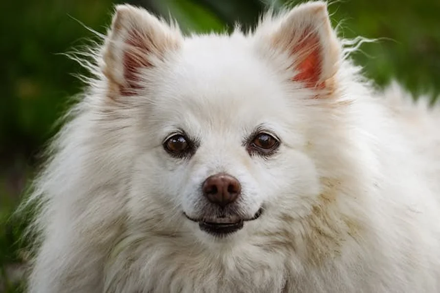 pup
