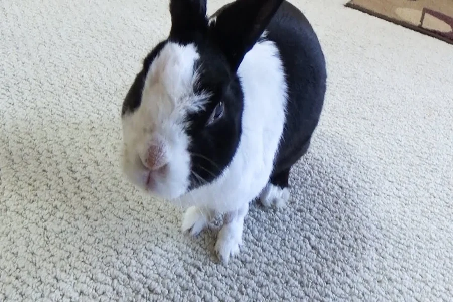 Rabbit Sneezing